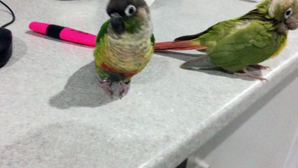 Stealing a Bird's Beak