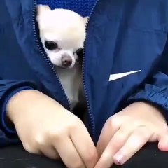 Cet homme cache une magnifique surprise. Emouvant  !