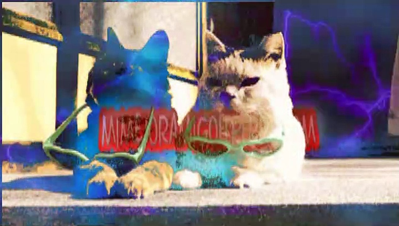 Adivina qué quiere decirte tu gato cuando te parpadea.Adivina qué quiere decirte tu gato cuando te parpadea.