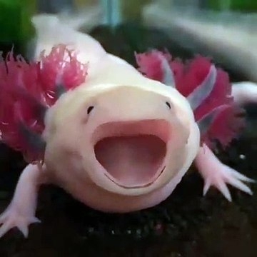 Cet Axolotl va vous faire fondre ! Trop mignon !
