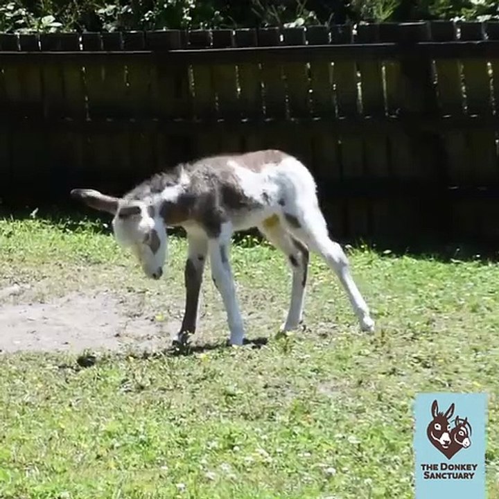 Les braiments de ce petit âne sont trop cutes. A écouter !