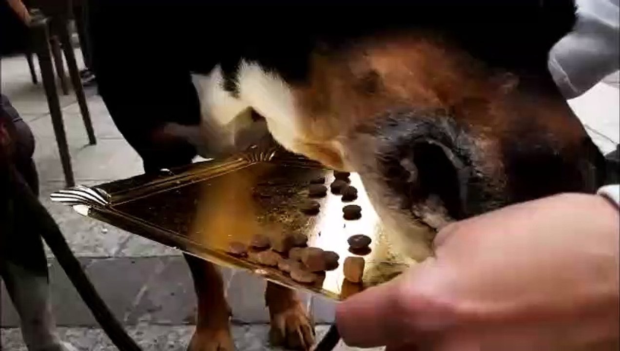 Des croquettes testées et approuvées par les chiens !