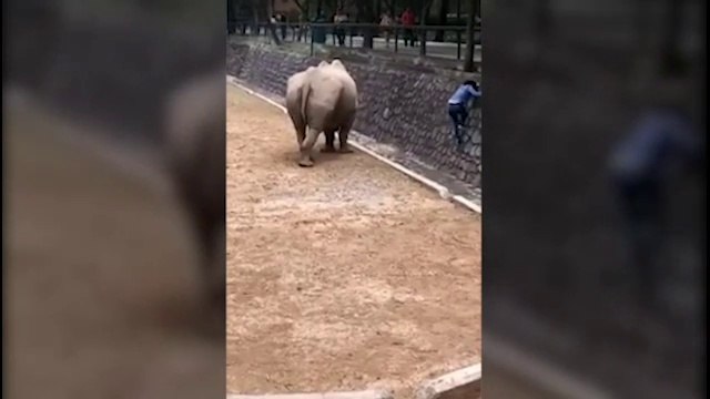 Mujer se adentra en jaula de rinocerontes