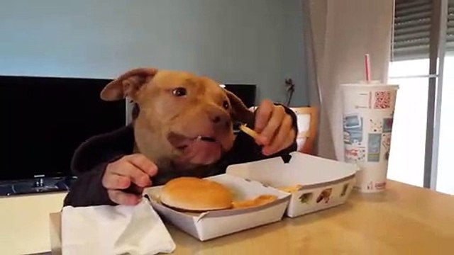 INCREDIBLE DOG EATING LIKE A HUMAN ﻿﻿