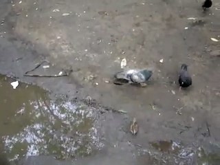 Ce pigeon défend férocement son bout de pain et ne veut pas partager