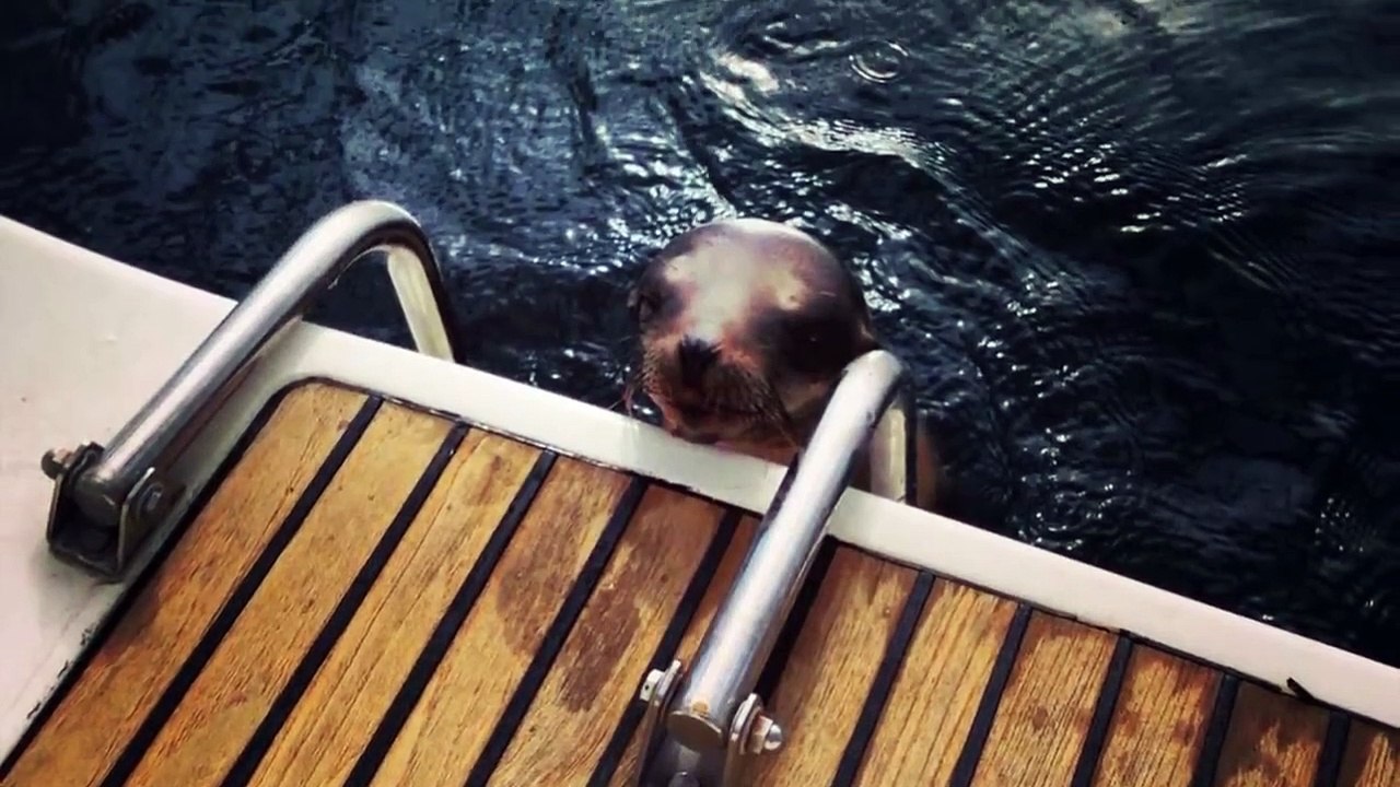 Un bébé lion de mer blessé vient demander de l'aide à un bateau de touriste en Californie