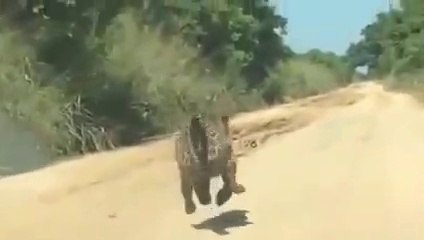 Ce léopard pense qu'il est poursuivit par une voiture et ne veut pas quitter la route