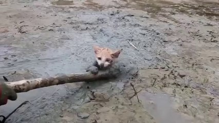 Il sauve un pauvre chaton piégé dans une marre de boue