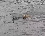 Un chien saute à la mer pour aller jouer avec les dauphins