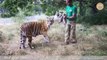 Ce soigneur vient présenter ses bébés à une maman tigre...
