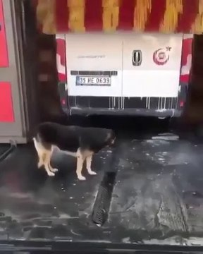 Ce chien attend son tour au lave-auto... Petites gratouilles gratuites