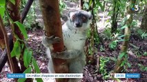 Biodiversité : les lémuriens en danger dans les forêts de Madagascar
