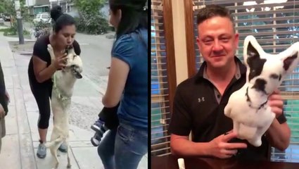 Lost Dog Returns To Her Humans & Special Gift For Dog's Best Friend