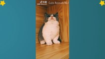 Tiktok Cat - Tik Tok Funny Cat - Cute Cat Videos Compilation 2019 #7  Adorable Cats