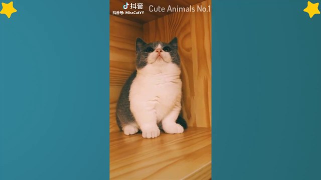 Tiktok Cat - Tik Tok Funny Cat - Cute Cat Videos Compilation 2019 #7 Adorable Cats