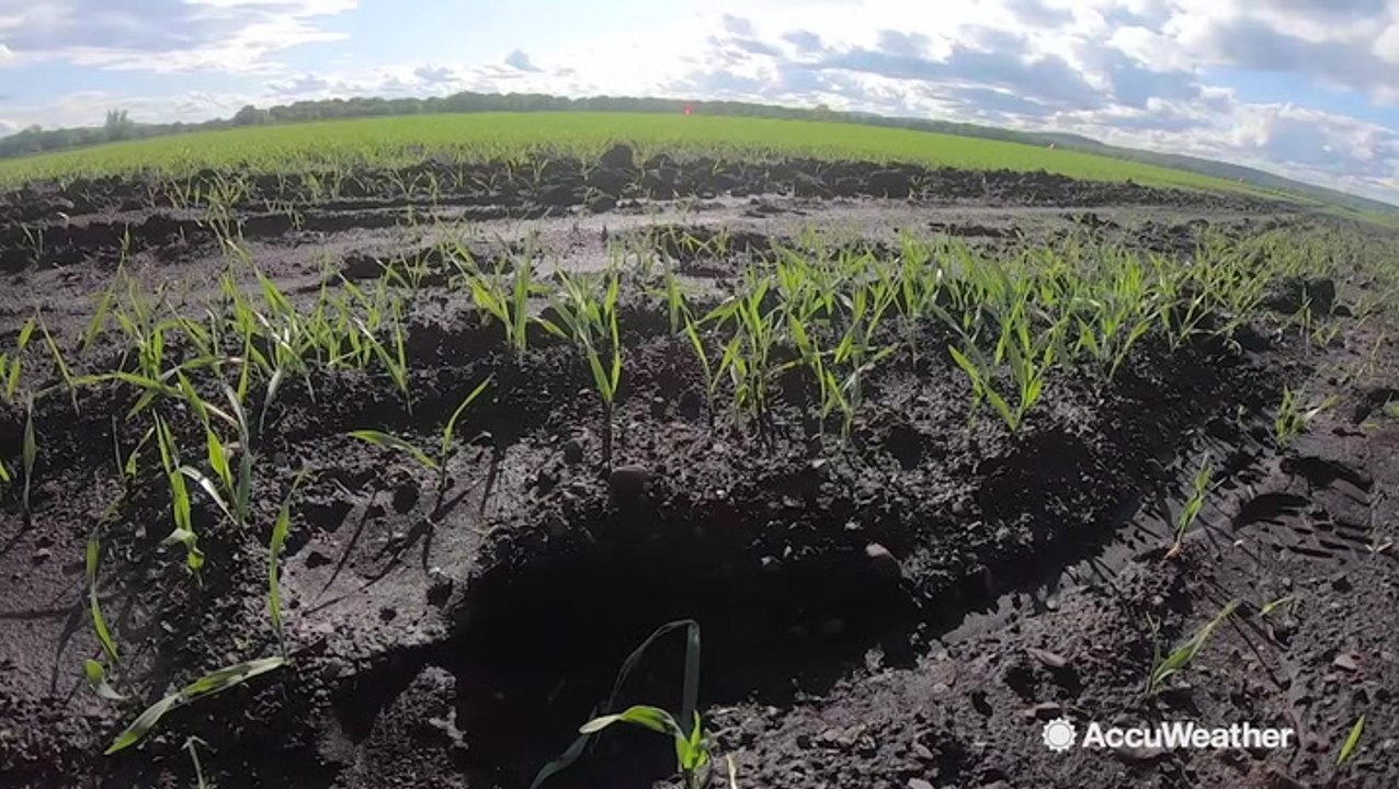 Wet farming season, slowing down planting and growth