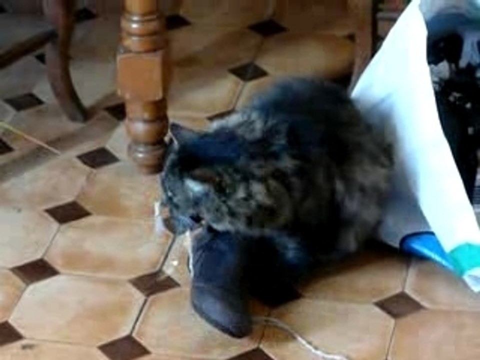mimichat joue avec la chaussure