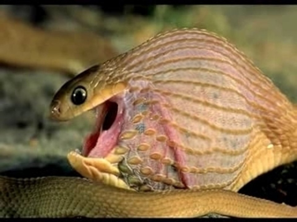 Quand un serpent gobe un oeuf ça donne ça!!!!!