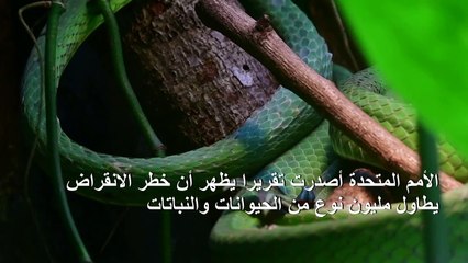 مليون من الكائنات الحية مهدد بالزوال... فهل البشرية مهددة أيضا؟