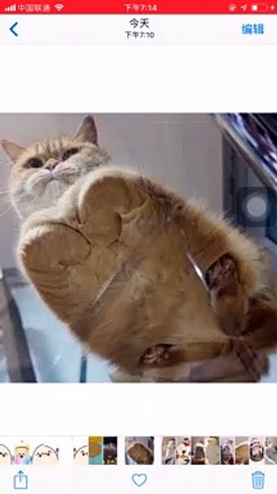 What would you find when you look at the cat from the bottom?Funny!
