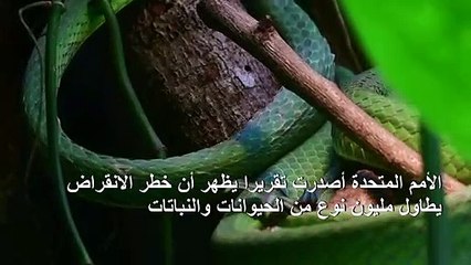 مليون من الكائنات الحية مهدد بالزوال... فهل البشرية مهددة أيضا؟