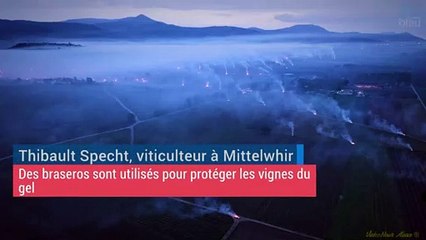 Les viticulteurs allument des braseros contre le gel en Alsace
