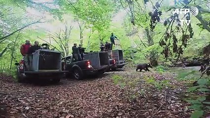 Bulgaria releases 3 bear cubs into the wild