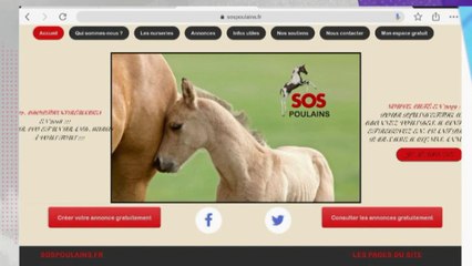 L'association du jour : SOS Poulains orphelins