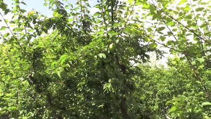 Göksu Vadisi'nin Eriği Türkiye'ye Dağıtılıyor