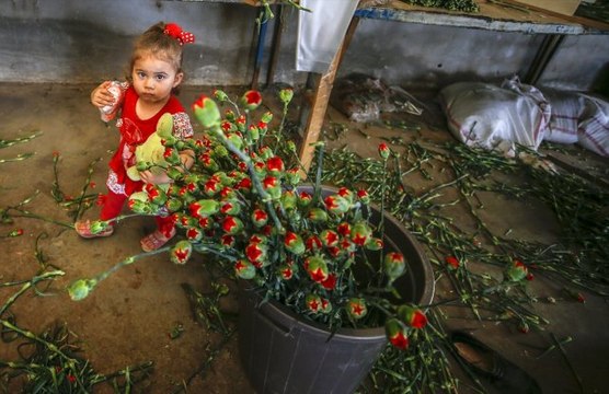 Anneler Günü İçin 39 Ülkeye 45 Milyon Dal Çiçek Satıldı