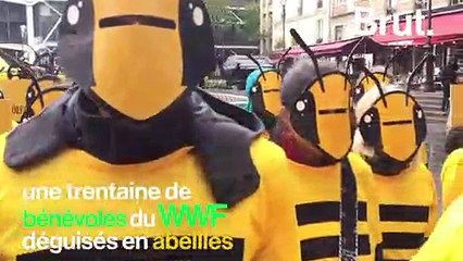 Des bénévoles du WWF déguisés en abeilles