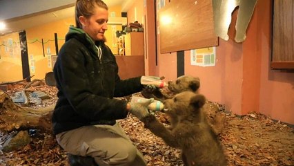 Watch: Abandoned bear cubs Bradley and Cooper prepare for life in the wild