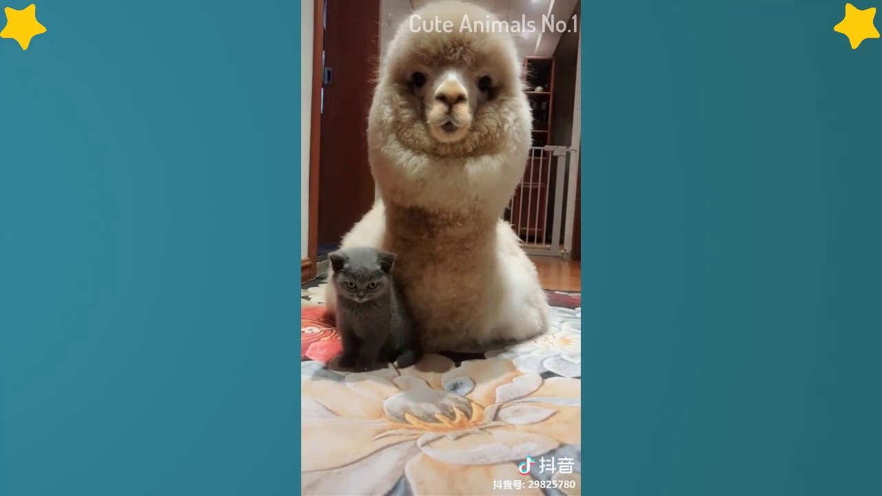 Tiktok Cat - Tik Tok Pets - Tik Tok Funny Dog - Tik Tok Animals #20