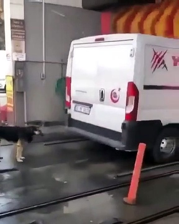 Ce chien attend son tour au lave-auto... Petite...
