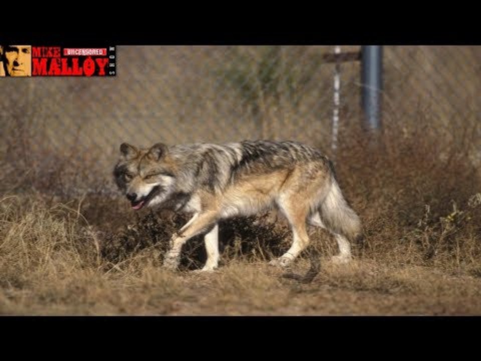 Why a Border Wall Could Mean Trouble for Wildlife