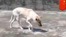 Chinese zoo with dog in wolf cage says it's there for companionship