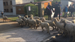 65 moutons arrivent à l'école Jules Ferry de Crêts en Belledonne pour s'inscrire en primaire