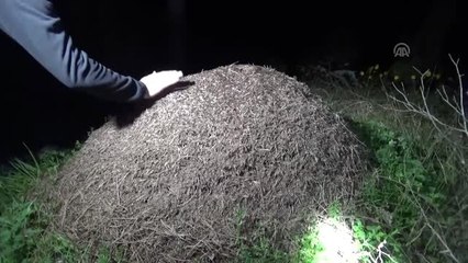 Ormanlar Biyolojik Savaşçılarla Korunuyor