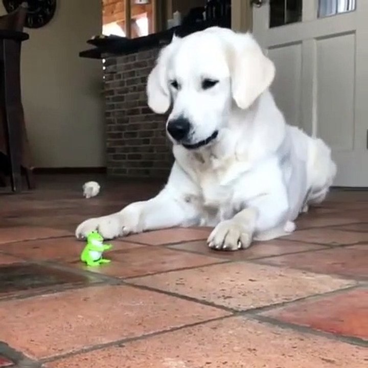 Quand une chienne est effrayée par un jouet électronique. A mourir de rire !
