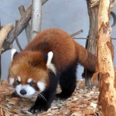 Appréciez la beauté de ce magnifique Panda roux. Éblouissant !