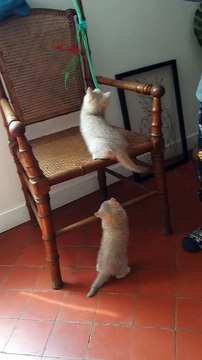 Chatons British Longhair et Shorthair Chatteire de Corsitalia