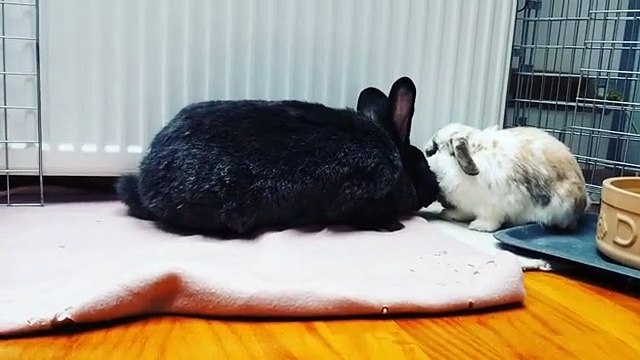 Ce lapin joue avec son petit frère. Trop chou !