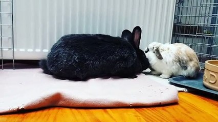 Ce lapin joue avec son petit frère. Trop chou !