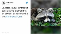 Un raton laveur s’introduit dans un zoo allemand et en devient pensionnaire à vie