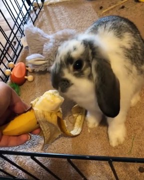 Quand bébé lapin déguste une banane, Trop chou !