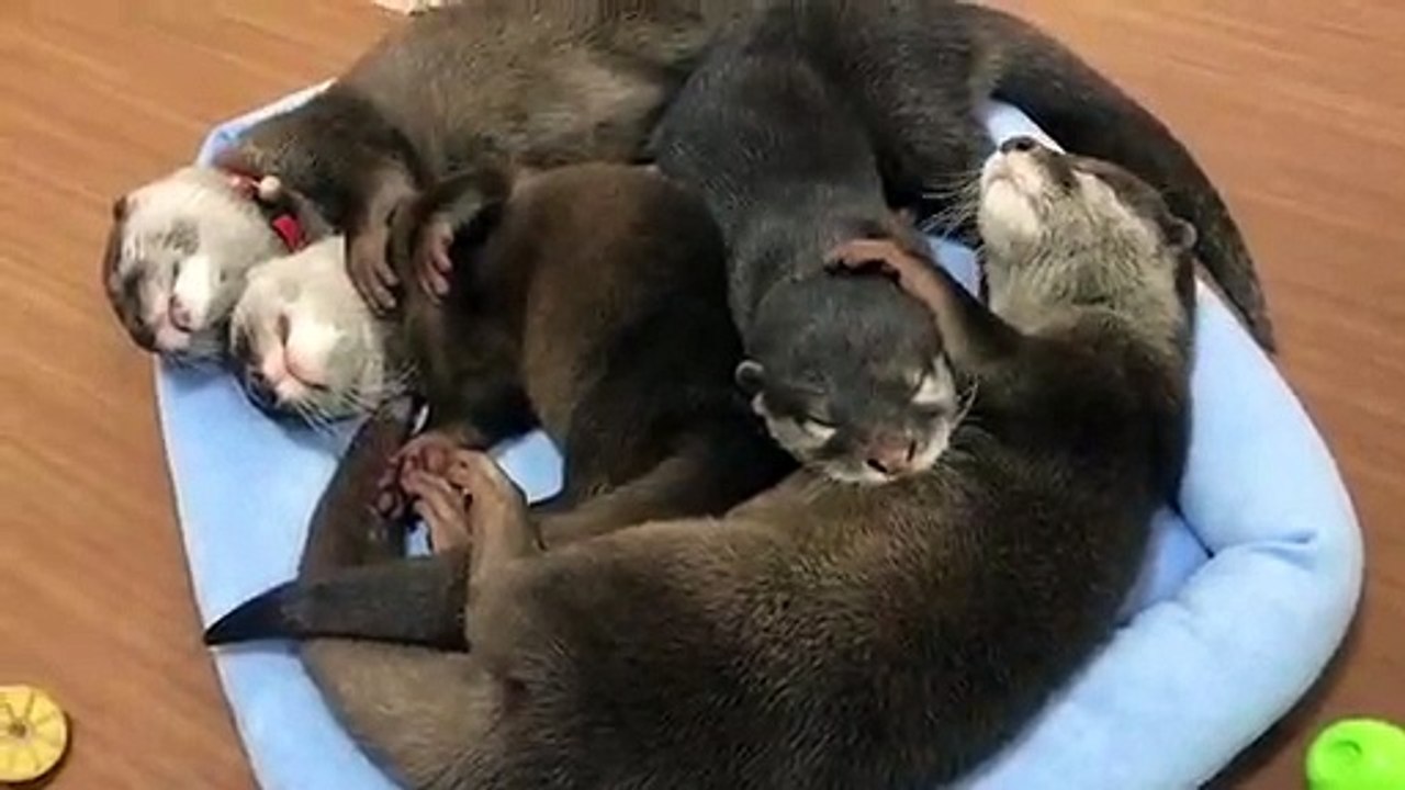 Des loutres en famille dorment tous ensemble. Trop mimi !