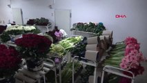 Yalova'da Anneler Günü Öncesi Çiçek Satışı İki Katına Çıktı