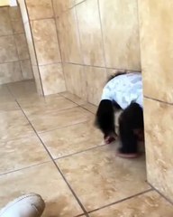 Cet adorable bébé singe adore boire de l'eau dans un tasse !!