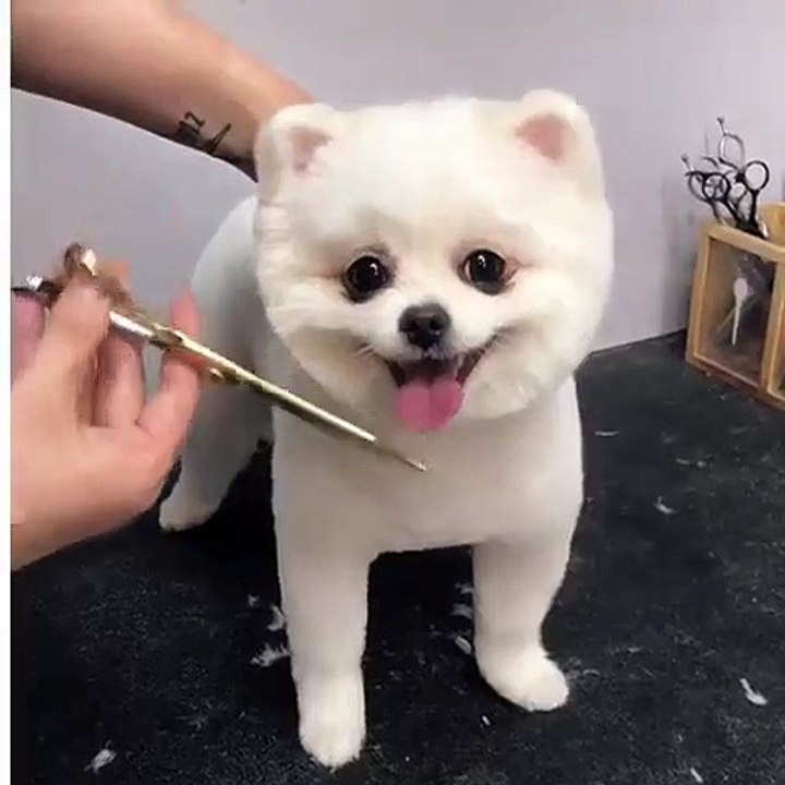 Ce sublime chiot apprécie beaucoup de se faire toiletter. Trop Mignon !!