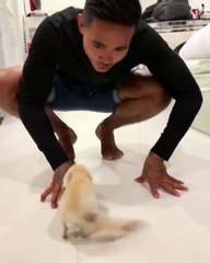 Un bébé renard tout content de revoir papa et maman !!